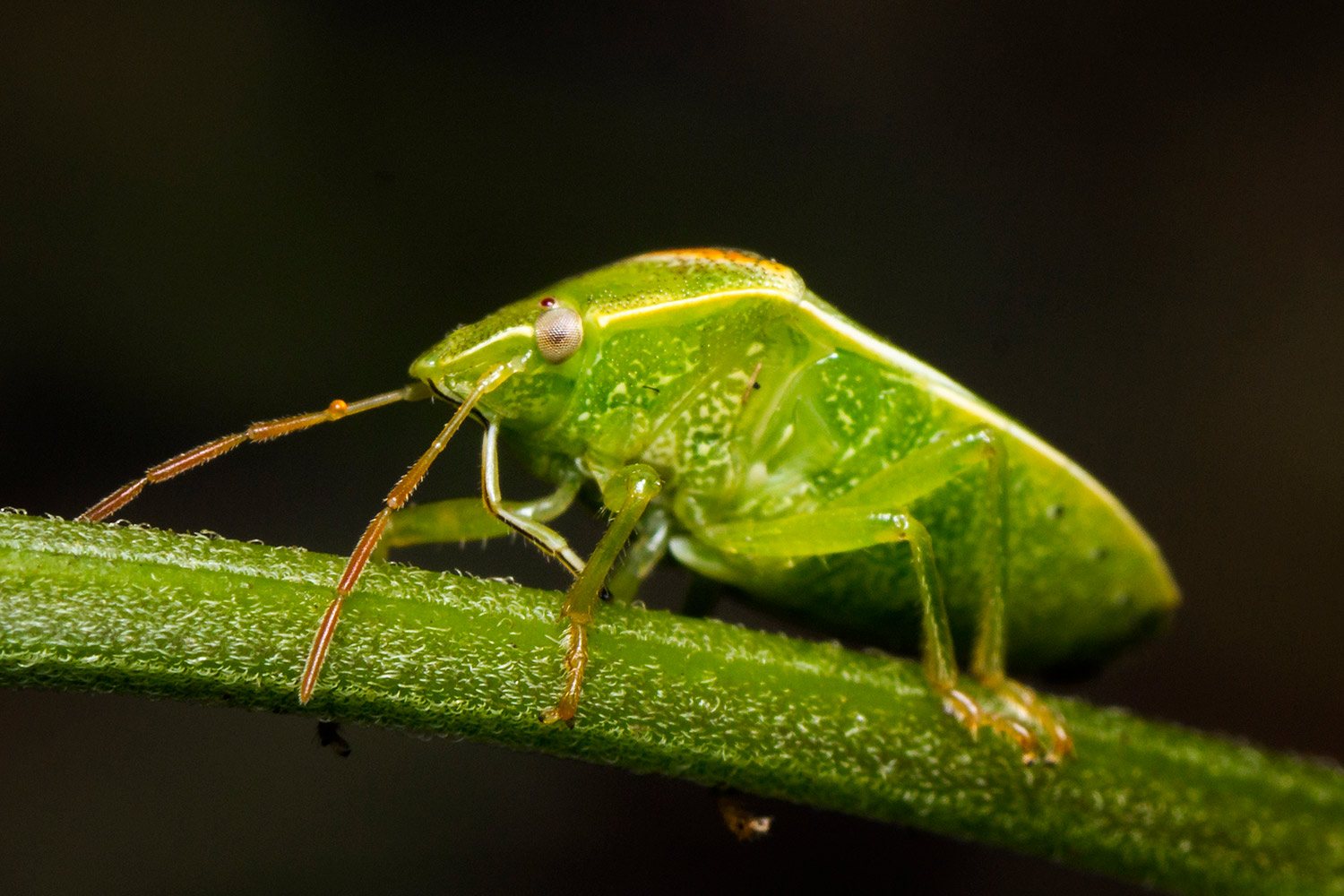 Red Banded Stink Bug Barbados